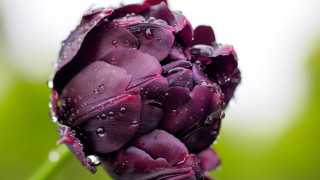 Purple flower water droplets macro 15 - petal free wallpaper