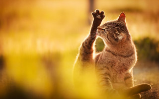 Cat reaching up branch animal - a tree branch free wallpaper for desktop