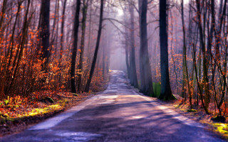 Foggy forest road autumn leaves - forest free wallpaper for desktop