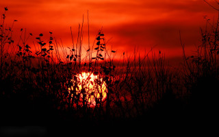 Sunset tallgrass redsky forest silhouette - a red sky in the background free wallpaper