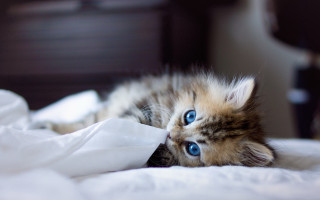 Kitten blue eyes white beds - back leg free wallpaper