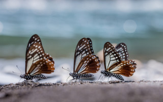 Three butterflies sand ocean blurry - a blurry background free wallpaper for desktop