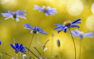 Blue flower bokeh yellow background - blue flower free wallpaper