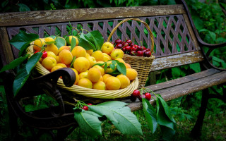 Basket fruit bench tree bushes - a basket of fruit free wallpaper