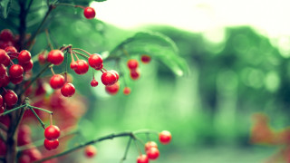 Red berries forest macro blurry - red berry free wallpaper