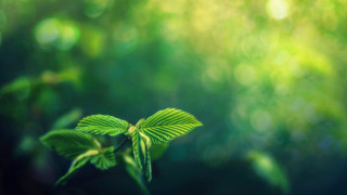 Green leaf butterfly bokeh nature - a green leaf free wallpaper