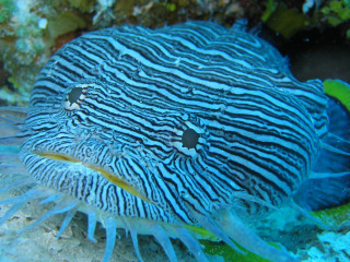 Blue white sea anemone coral - a coral reef free wallpaper