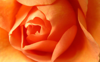 Yellow rose macro flame orange - a yellow rose free wallpaper