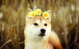 Dog flower hair tallgrass blurry - the background and a dog free wallpaper