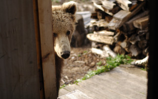 Bear door wood logs blurry - a bear free wallpaper