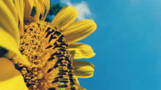 Sunflower blue sky clouds macro 3 - a sunflower free wallpaper