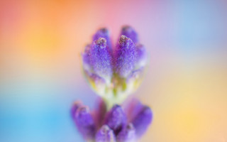 Purple flower macro gradient blurry - a purple flower free wallpaper for desktop