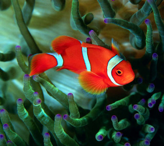 Clown fish aquarium sea anemones - free nature wallpaper for tablet