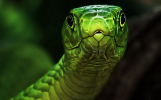 Green snake cobra portrait glowing - a green snake free wallpaper