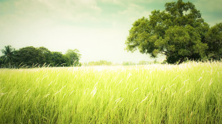 Field tree clouds garden nature - tall grass free wallpaper for desktop