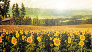 Sunflowers cabin mountains sunbeam autumn - a sunbeam free wallpaper