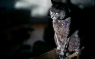 Black cat purple heart collar - collar free wallpaper
