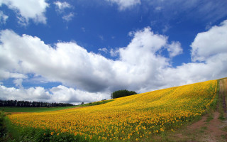 Yellow flower field cloudy blue - a dirt path free wallpaper