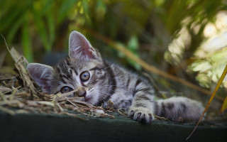 Small kitten planter grass leaves - a planter free wallpaper
