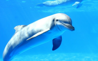 Dolphin underwater bubbles ocean horizon - daphne mcclure free wallpaper