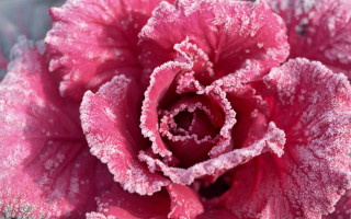 Pink frosted cherry blossom macro 2 - frost free wallpaper for desktop