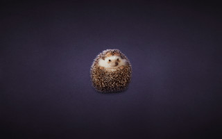 Small hedgehog purple surface 3d - eye closed free wallpaper