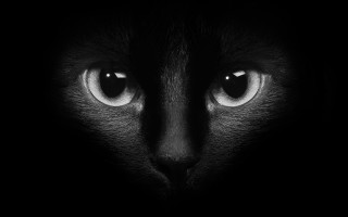 Black cat face white eyes - visible free wallpaper