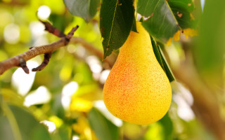 Pear hanging tree leaves sunlight - p free wallpaper