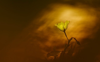 Yellow flower backlight macro sunset - backlight free wallpaper
