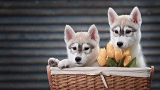 Puppies basket flowers shiba inu - the camera and the other free wallpaper