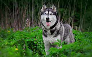 Husky field green plants flowers - his tongue free wallpaper