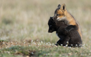 Fox cub playing field primitivism - primitivism free wallpaper