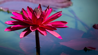 Pink flower water lilypads purple - the surface of the water free wallpaper
