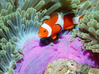 Clown fish hiding anemone coral - a clown fish free wallpaper