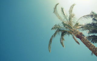 Palm tree sunshine beach blue - branch free wallpaper