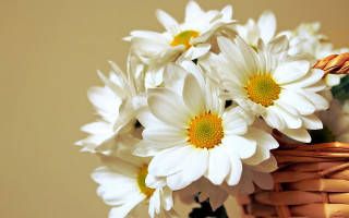 Basket white flowers table wall - top of a table next free wallpaper