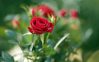 Red rose garden bokeh macro 2 - a garden free wallpaper