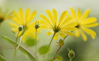 Yellow daisy dandelion sunflower leaf - derek chittock free wallpaper