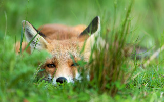 Red fox laying grass sad - a red fox free wallpaper