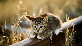 Small kitten on rail in - a small kitten free wallpaper