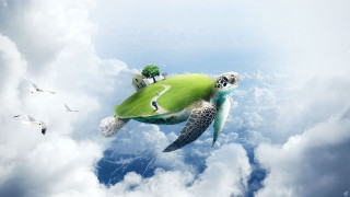 Flying turtle house tree ecological - a turtle free wallpaper