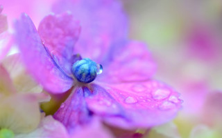 Blue bug purple flower water - petal free wallpaper