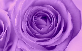Purple rose macro pink background - a purple rose free wallpaper
