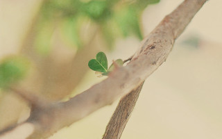 Small leaf branch blurry background - free nature wallpaper