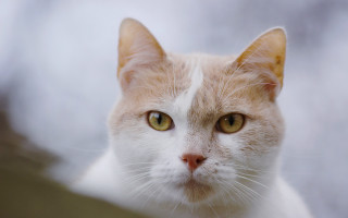 White cat closeup shallow depth - brown eye free wallpaper