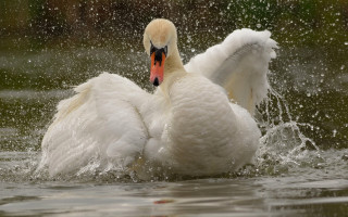 Swan water spashing photorealistic night - a swan free wallpaper