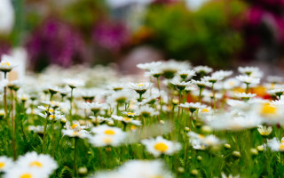 Daisy garden blurry bokeh christmas - a field of daisies free wallpaper