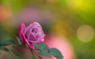 Pink rose vase green leaves - single free wallpaper for desktop