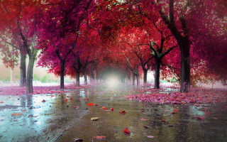 Tree lined street autumn leaves - mystical color free wallpaper