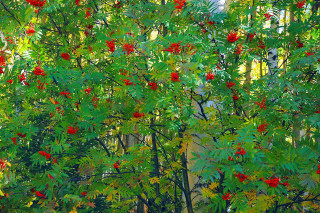 Tree red berries green leaves 2 - red berry free wallpaper for desktop